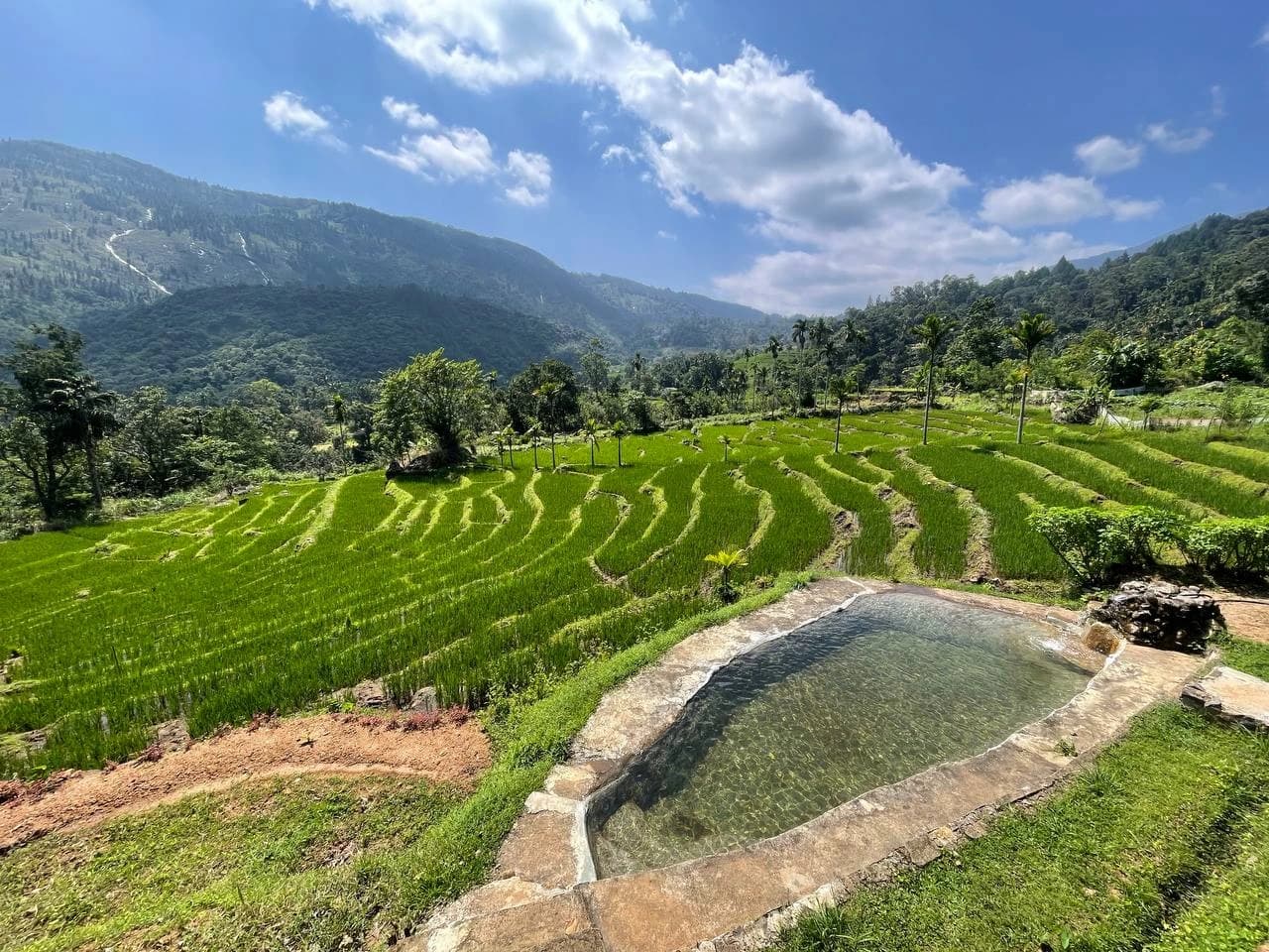 Natural Pool